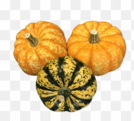 Organic Mixed Squash - Pumpkin Png,Squash Png