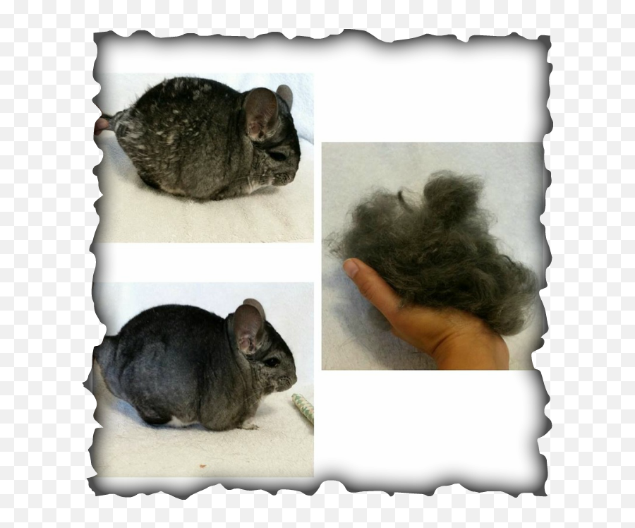 Chinchilla Fur Problems - Chinchilla Fur Chewing Png,Chinchilla Png
