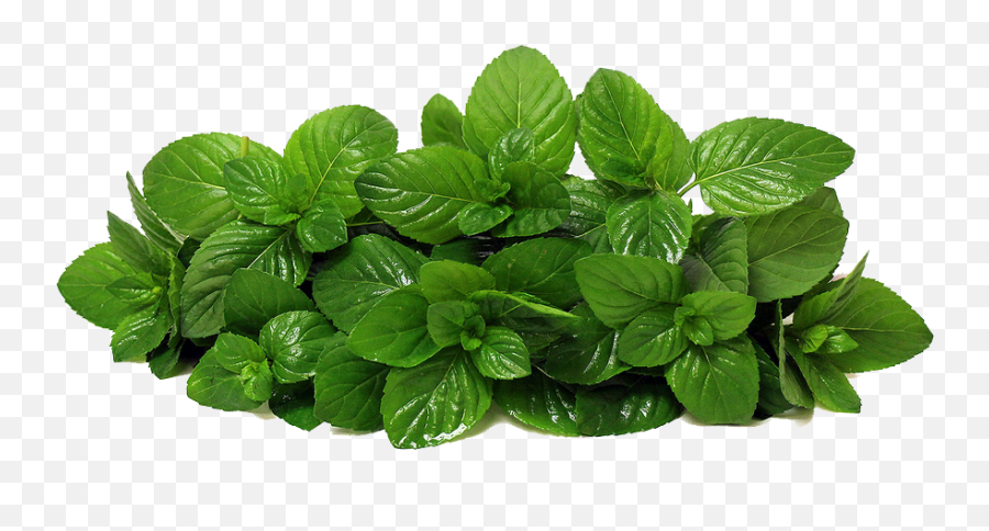 Png Mart - Italian Parsley Vs Parsley,Basil Png