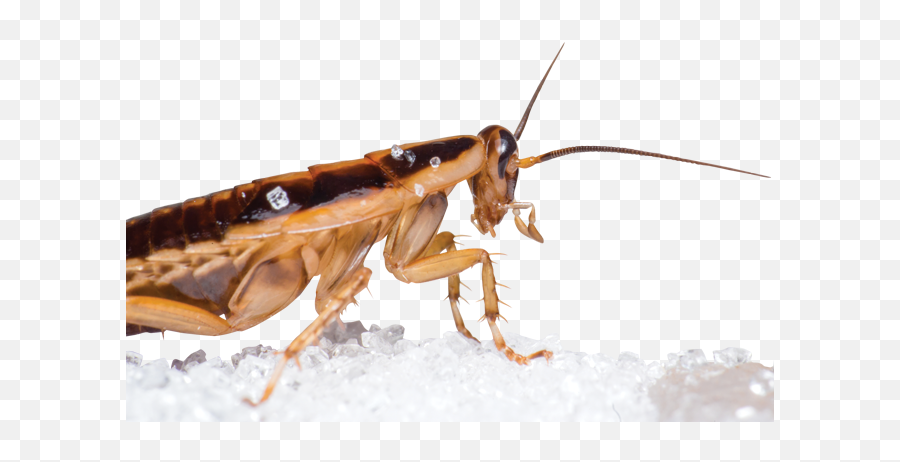 12 Expert Tips For Cockroach Hunting - Difference Between Grasshopper And Cockroach Png,Cockroach Transparent