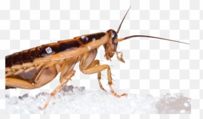 12 Expert Tips For Cockroach Hunting - Difference Between Grasshopper And Cockroach Png,Cockroach Transparent