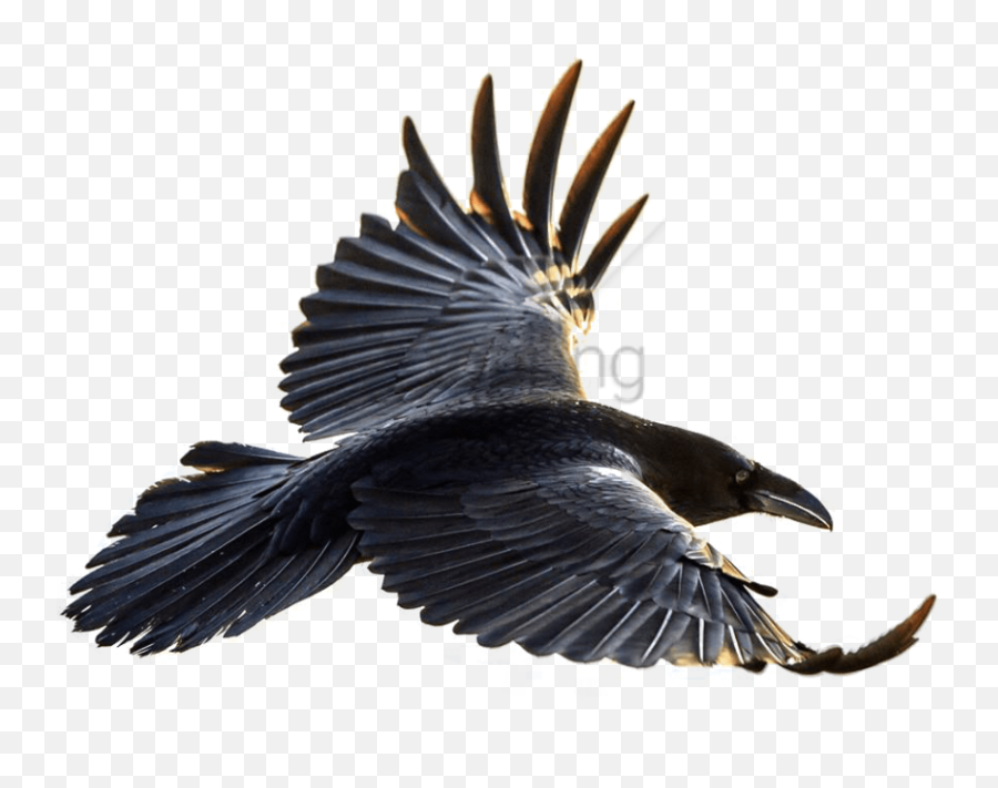 Raven In Flight Drawing Free Download - Flying Crow Transparent Background Png,Raven Transparent