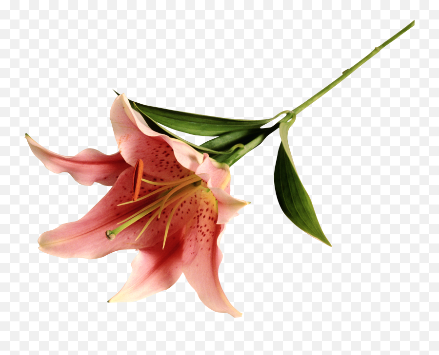 Lilium Png Transparent Images - Portable Network Graphics,Lily Transparent