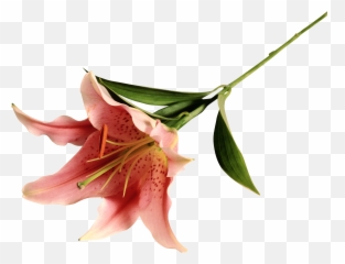 Lilium Png Transparent Images - Portable Network Graphics,Lily Transparent