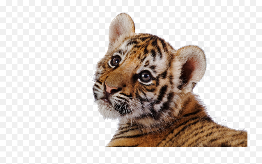 Tiger Transparent - Little Tigers Png,Tiger Transparent