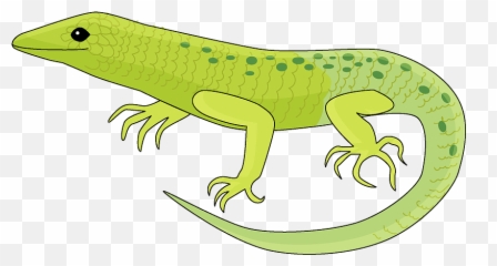 Lizard Clipart Free Download Transparent Png Creazilla - Lizard Clipart,Lizard Png
