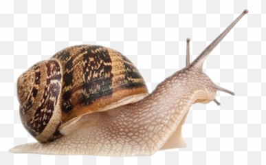 Snail Close Up Transparent Png - Snail Png,Snail Transparent