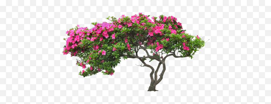 Bougainvillea Drawing Glabra Picture - Transparent Flower Tree Png,Bougainvillea Png
