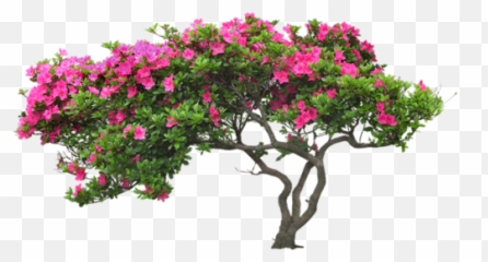 Bougainvillea Drawing Glabra Picture - Transparent Flower Tree Png,Bougainvillea Png