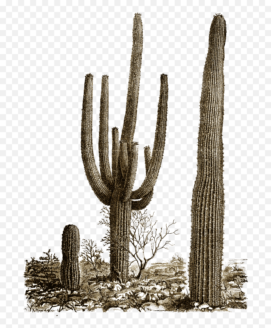 Download Free Png Cactus 8 - Dlpngcom Desert Cactus Png,Yucca Png