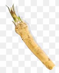Download Hd Horseradish Png - Horse Radish Png Transparent Horseradish Png,Radish Png