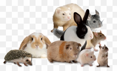 Top 6 Popular Small Pets U2013 A Dogu0027s Life Hatboro - Guinea Pig And Ferret Png,Pets Png