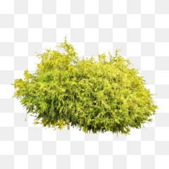 Pin - Bush Png,Hedge Png