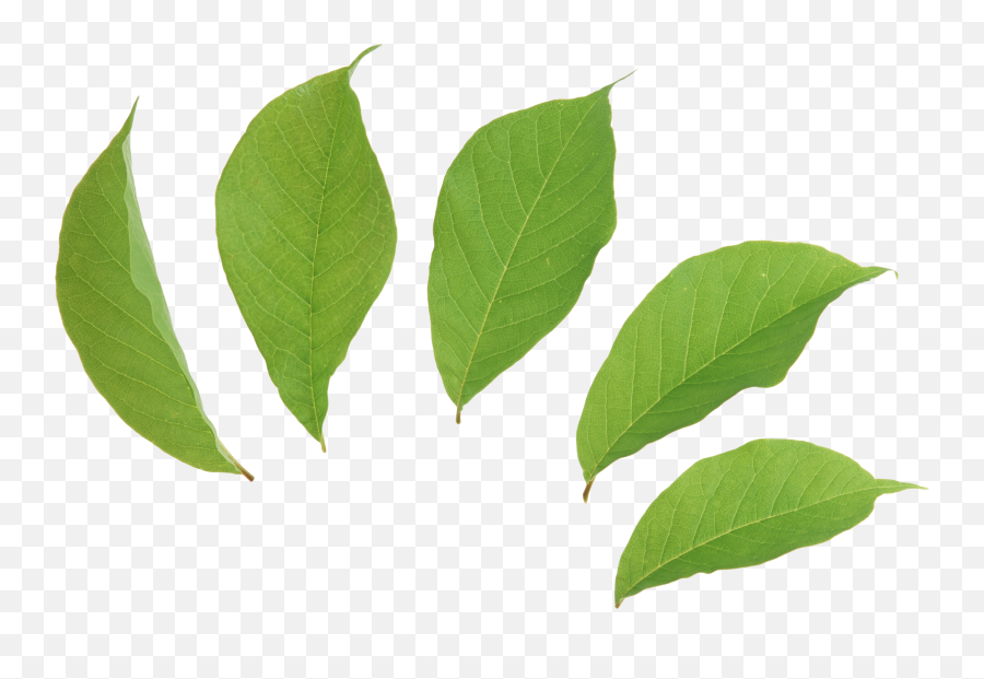 Two Leaf - Transparent Background Tea Leaf Png,Mint Leaves Png