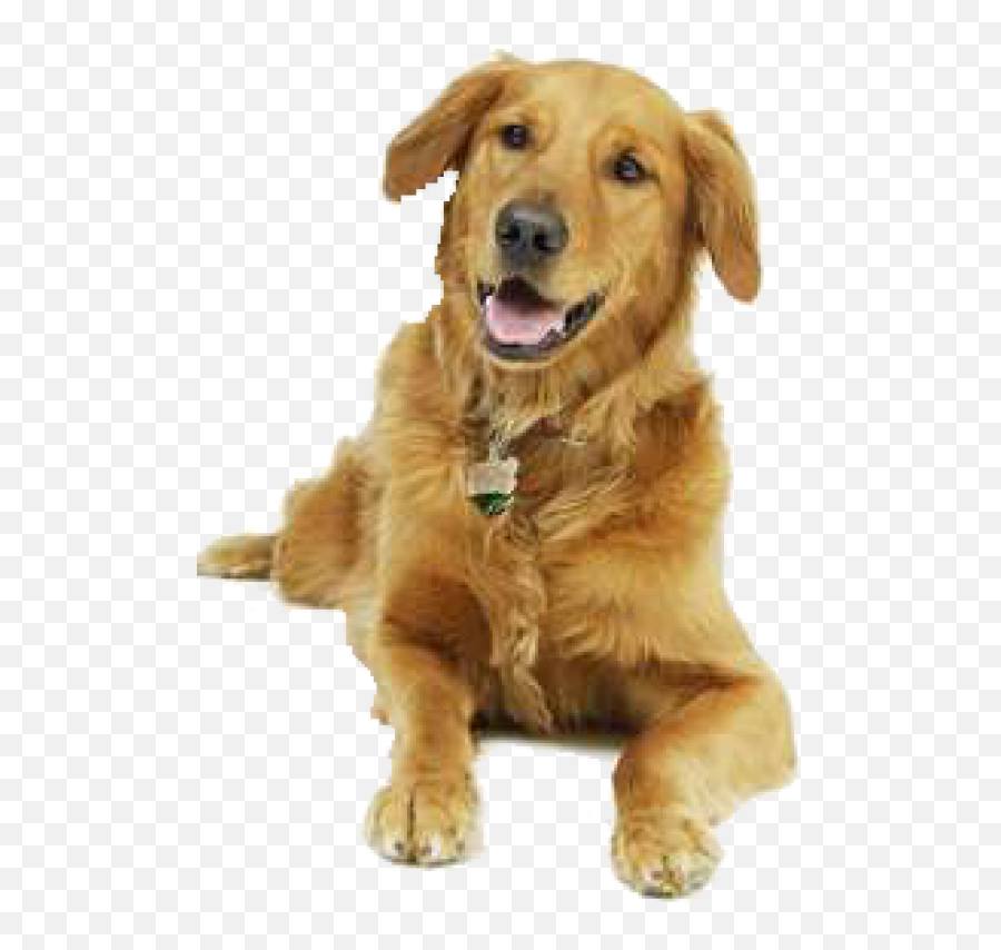 Dog Clipart Brown Png