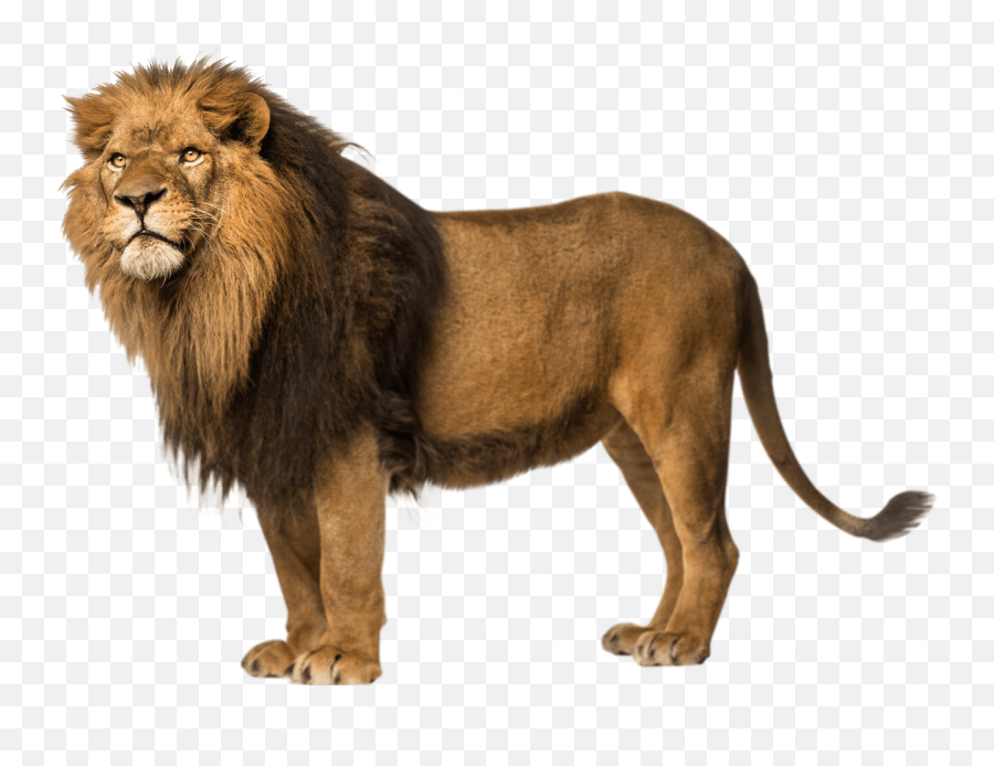 Lion Left Looking Transparent Png - Wild Animals With Names,Lion Roar Png