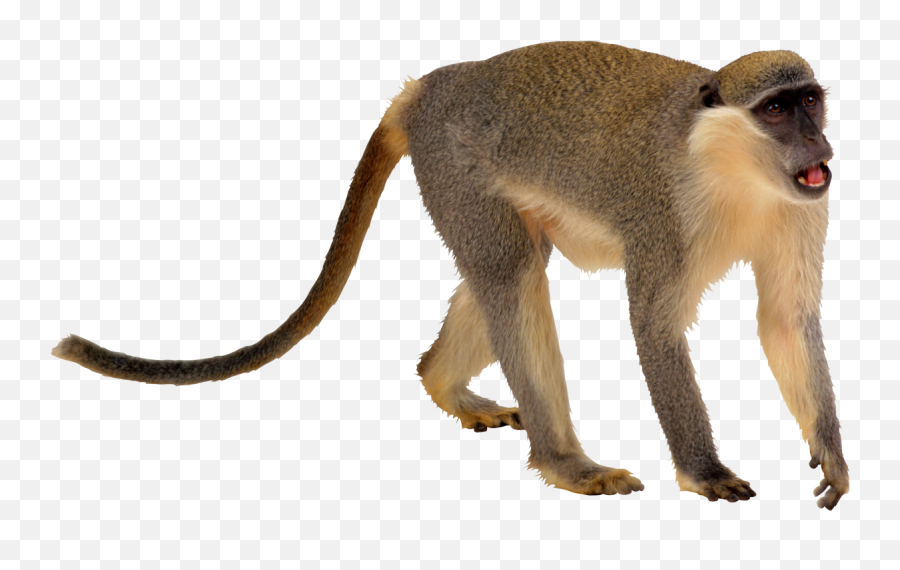 Download Monkey Png Transparent - Transparent Monkey,Monkey Transparent