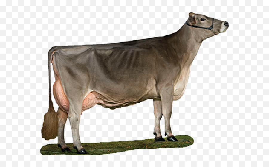 Cattle Clipart Swiss Cow - Vaca Broncis Png Transparent Brown Swiss Cartoon Cow,Cattle Png
