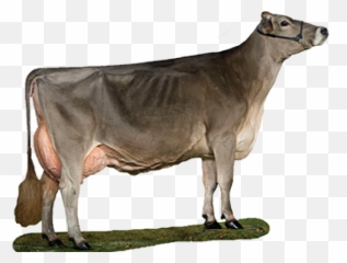 Cattle Clipart Swiss Cow - Vaca Broncis Png Transparent Brown Swiss Cartoon Cow,Cattle Png