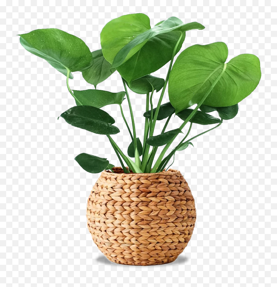 Potted Plants - Flex Theme Flora Transparent Plant Decor Png,Potted Plant Png