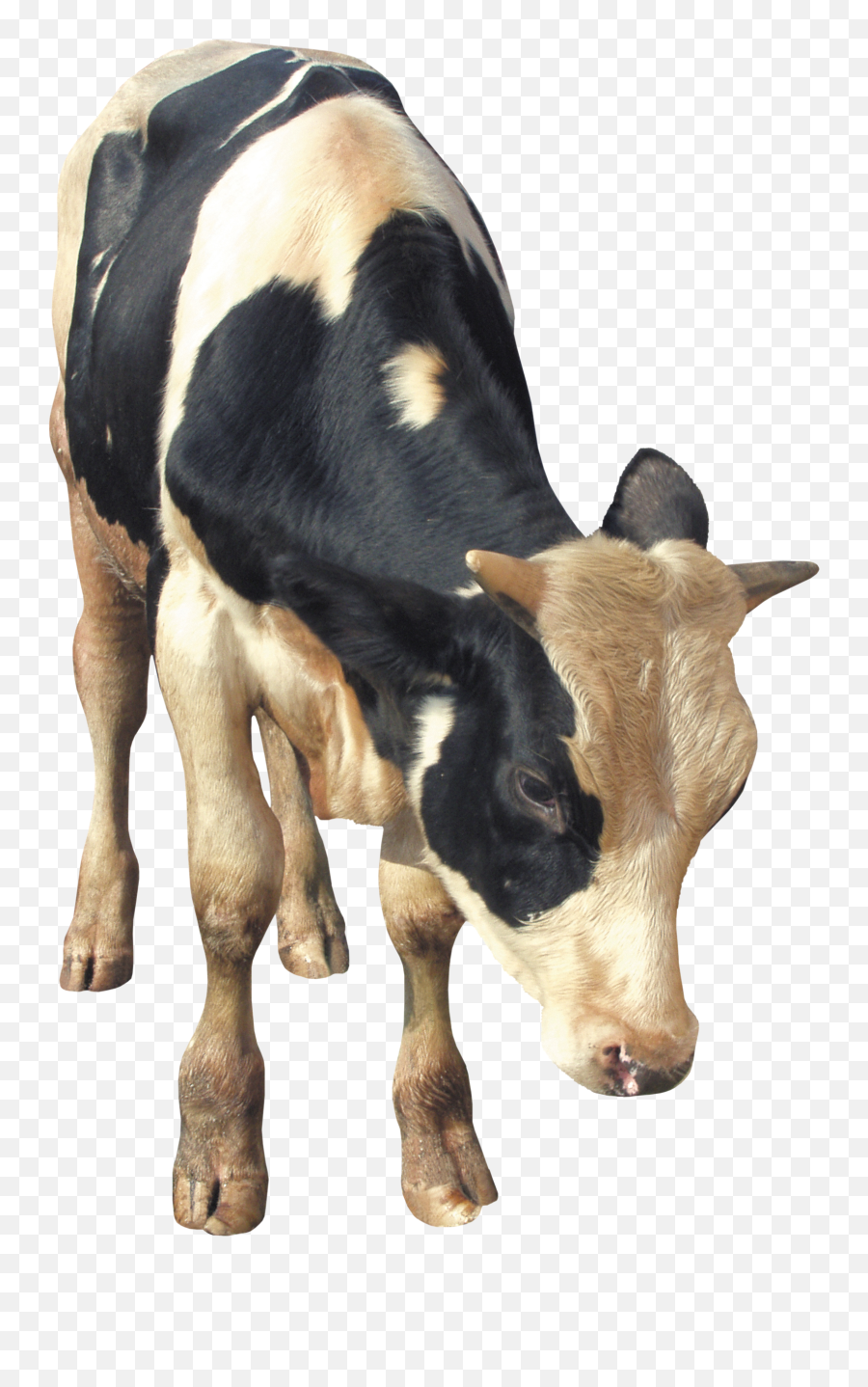 Cow Png Transparent