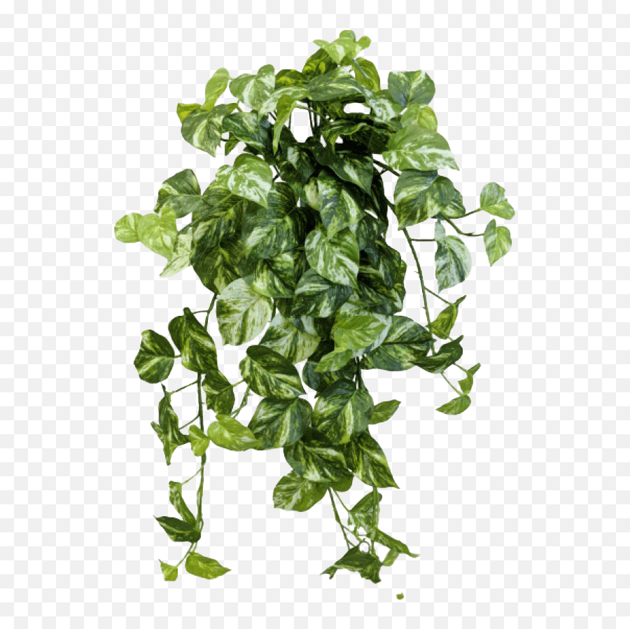 Ivy Png Transparent - Vertical,Ivy Transparent