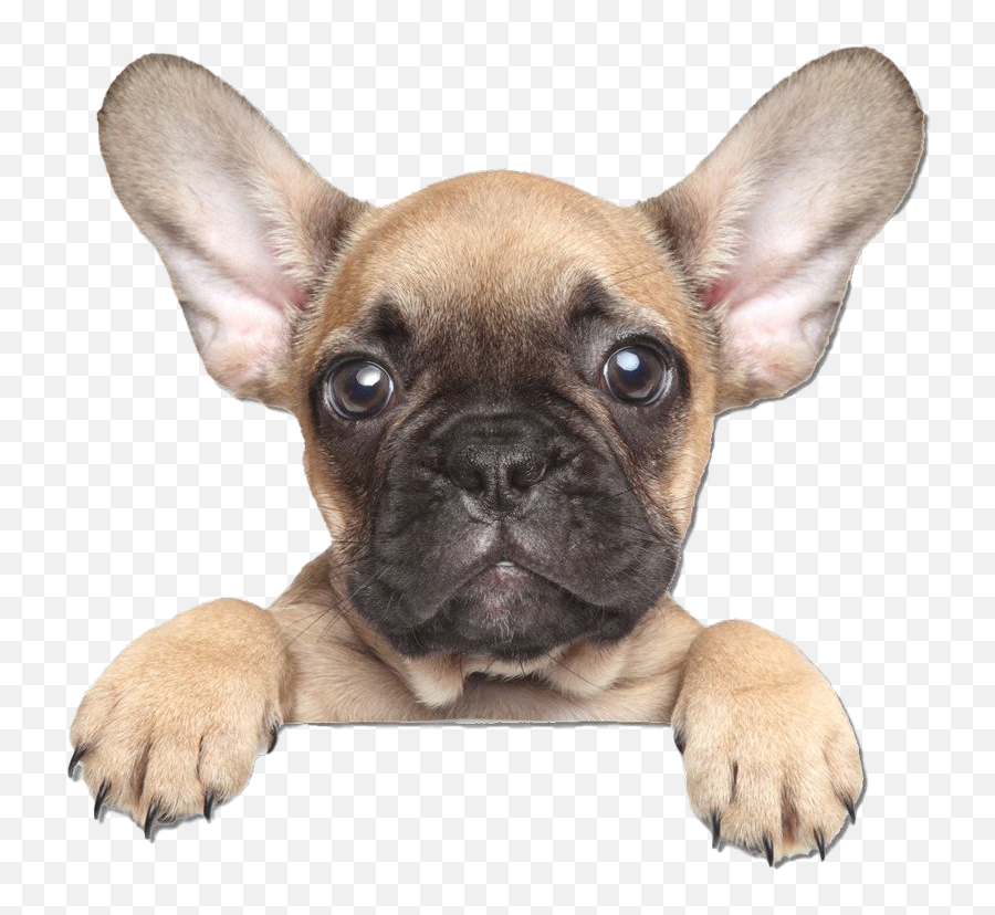 Golden French Bulldog Png Clipart - French Bulldog Png Transparent,French Bulldog Png