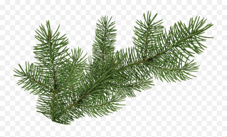 Pine Branch Png - Pine Tree Branch Png 1400056 Vippng Transparent Pine Tree Branch Png,Christmas Tree Branch Png