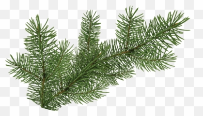 Pine Branch Png - Pine Tree Branch Png 1400056 Vippng Transparent