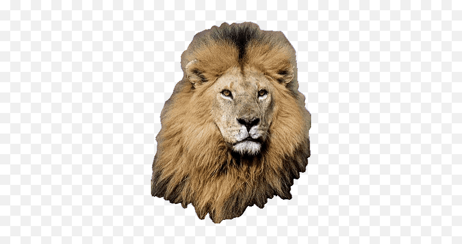 Top Lion King 2 Stickers For Android U0026 Ios Gfycat - Lion Transparent Animated  Gif Png,Lion Roaring Icon - free transparent png images 