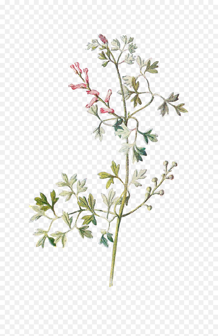 Download Tiny Flowers Png Transparent - Wildflower Png,Flowers Png Transparent