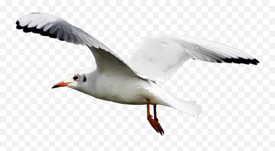 Seagull Png 1 Image - Seagull Png,Seagull Png