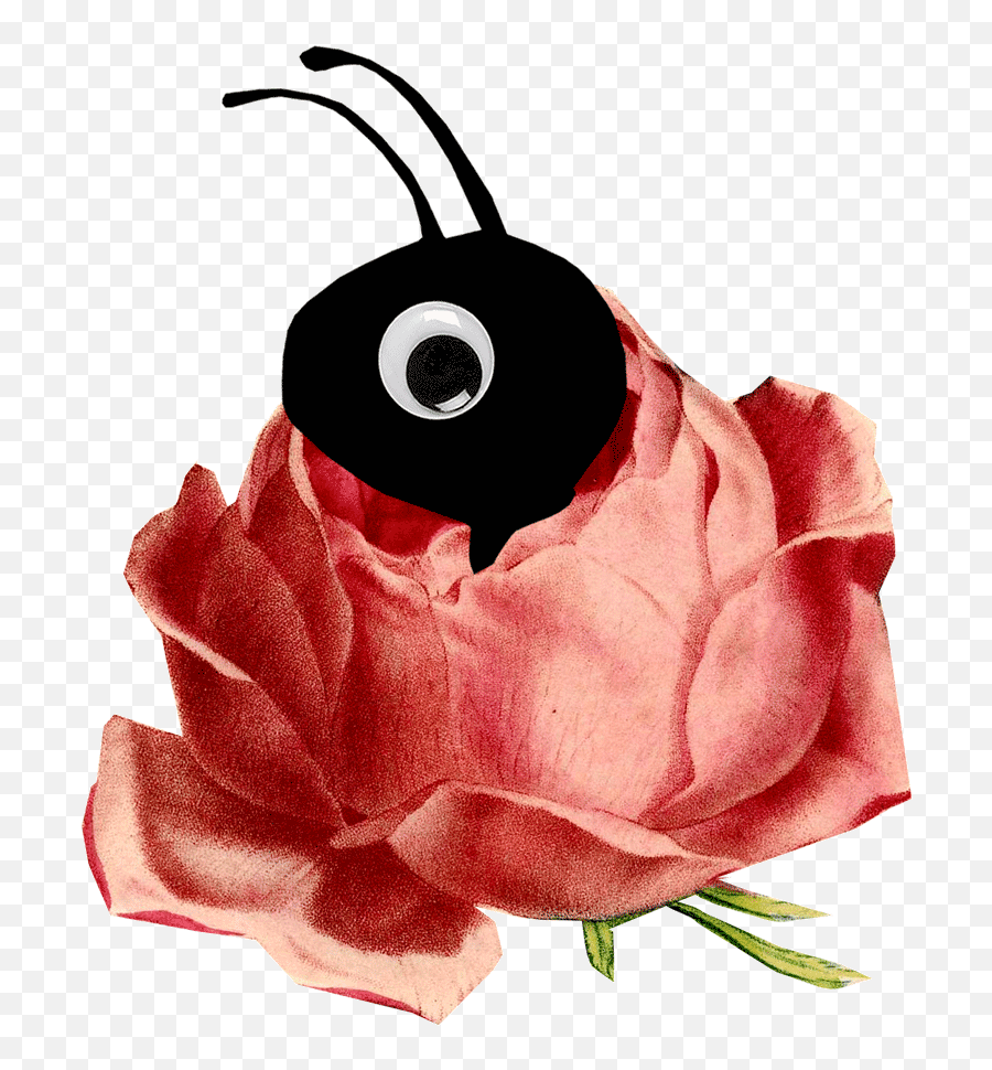 About U2014 Ant Rose The Art Of Rosemary Mack - Garden Roses Png,Ant Png