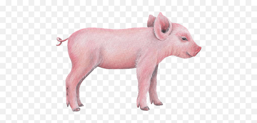 Baby Pig Download Transparent Png Image 926847 - Png Images Side Of A Pig,Pig Png