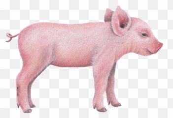 Baby Pig Download Transparent Png Image 926847 - Png Images Side Of A Pig,Pig Png