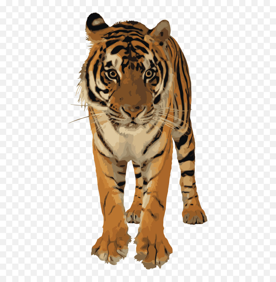 Clipart Best Png Tiger 39200 - Free Icons And Png Backgrounds Transparent Royal Bengal Tiger,Tiger Png