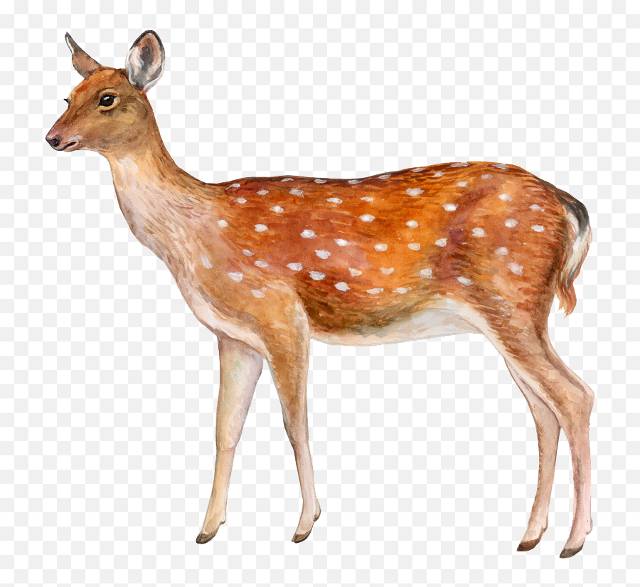 Download Deer Png Image - Spotted Deer With White Background Transparent Background Deer Png,Deer Png