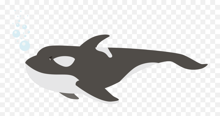 Killer Whale Png - Killer Whale,Whale Transparent Background