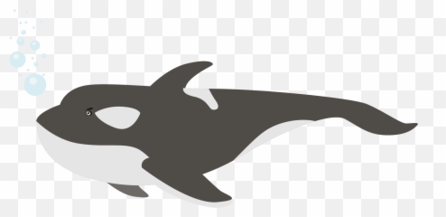 Killer Whale Png - Whale