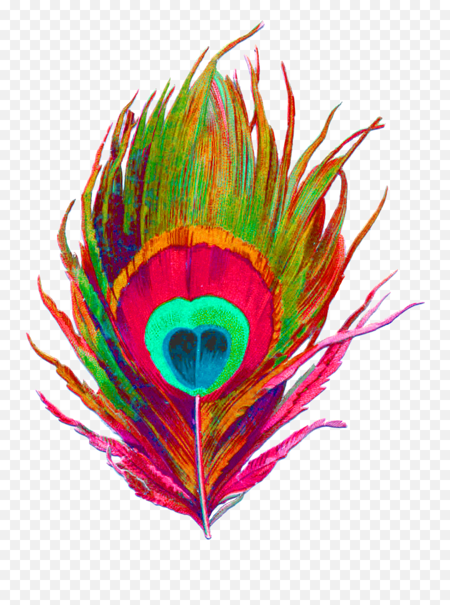 Peacock Feather No Bg Acid Pink - Peacock Feather Png Transparent,Peacock Png