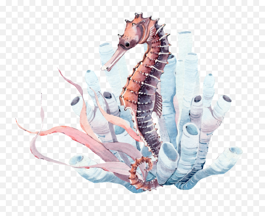 Seabed Seahorse Png Transparent - Watercolor Coral Seahorse,Seahorse Png