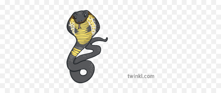Indian King Cobra Reptile Animal Ks1 Illustration - Twinkl King Cobra Png,King Cobra Png