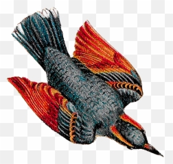 The Second Digital Bird Image Is Of A Blue Jay That - Png Birds Illustration Vintage Png,Blue Jay Png