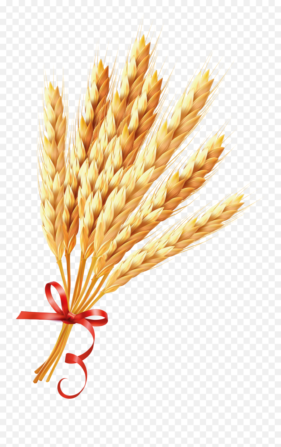 Wheat Png Image - Transparent Wheat Png,Wheat Transparent