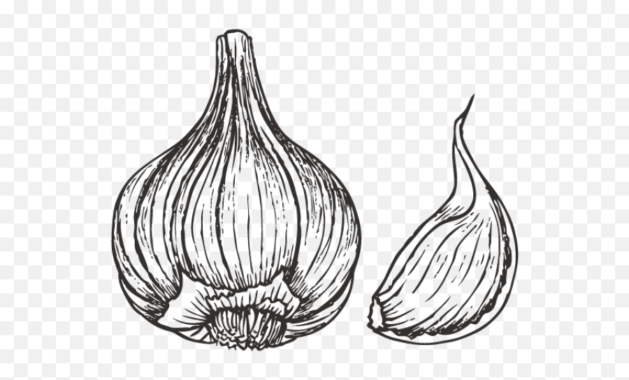 Download Drawn Onion White Png - Garlic Drawing Png Image Garlic Drawing Png,Onion Transparent Background