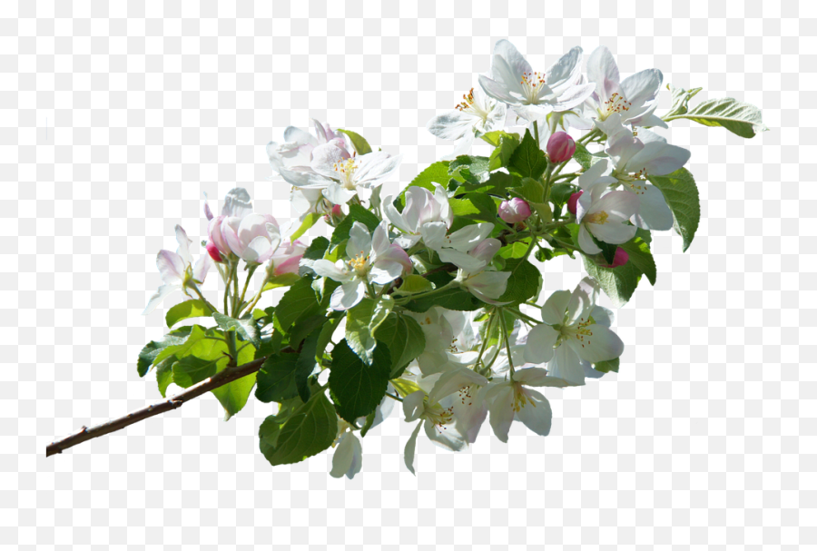 Blossom Bloom Apple Spring - Apple Tree Flowers Png,Bougainvillea Png