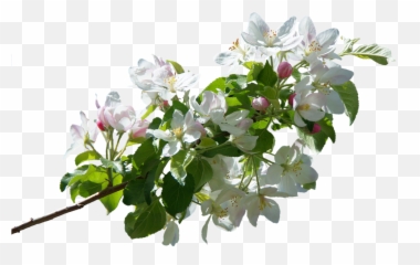 Blossom Bloom Apple Spring - Apple Tree Flowers Png,Bougainvillea Png
