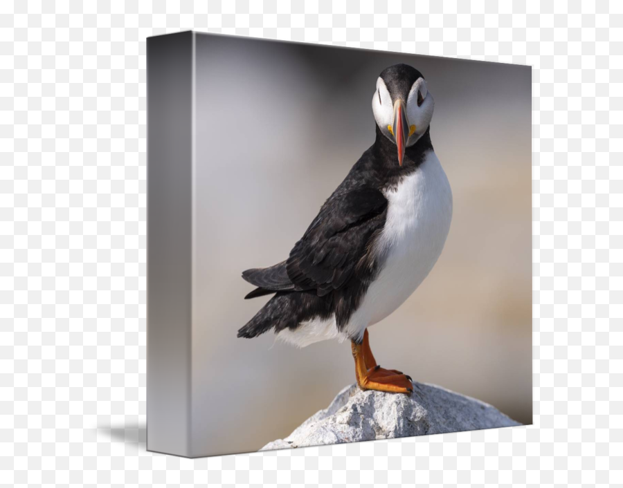 Atlantic Puffin Looking - Atlantic Puffin Png,Puffin Png