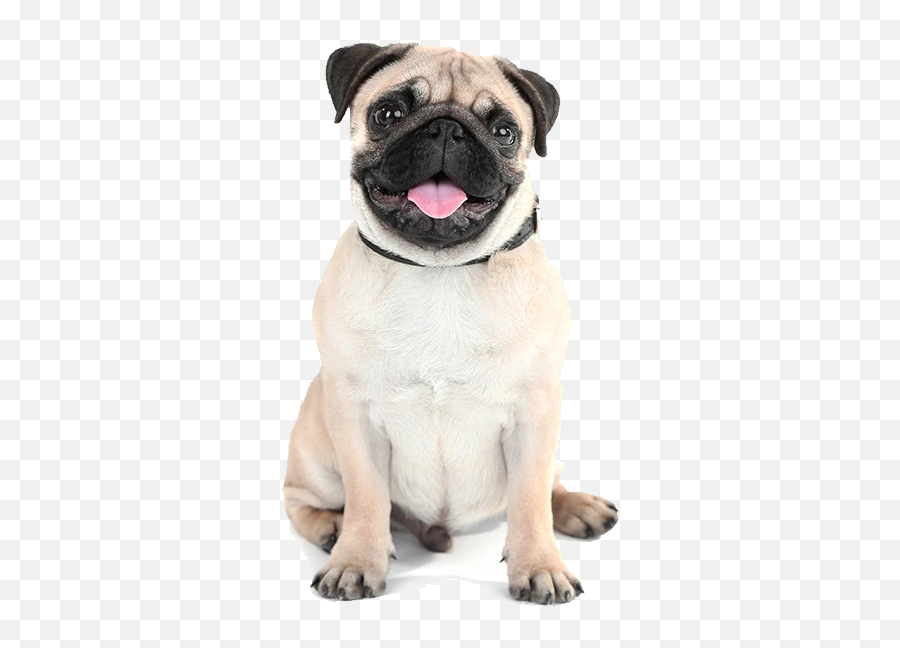 Pug Png