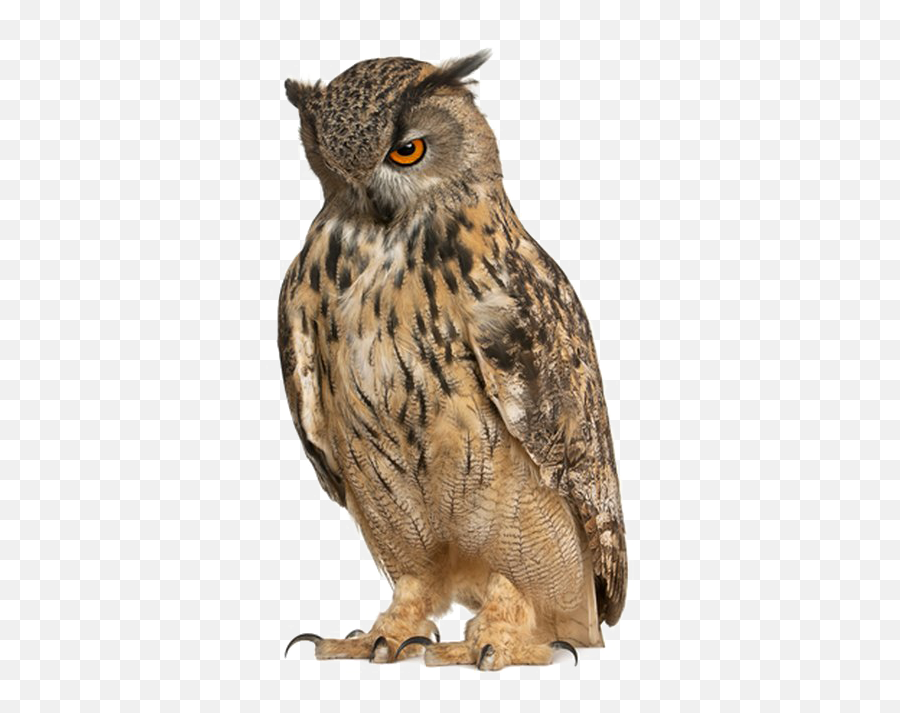 Download Owl Free Png Image - Owl With Pointy Eyebrows Owl Free Transparent,Eyebrows Png